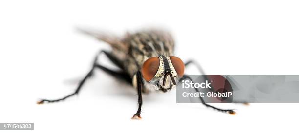 Foto de Carne Voar Sarcophagidae Isolada No Branco e mais fotos de stock de Animal - Animal, Fauna Silvestre, Figura para recortar