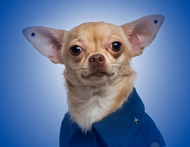 istock Dressed-up Chihuahua with earrings on a blue gradient background 474547209