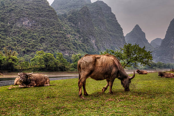 istock Pasture meadows in rural China, red cows graze in Guangxi. 474548010