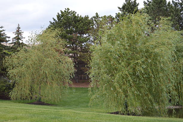 Willow Trees Willow trees at edge of open field by small lake, pine trees and shopping mall beyond. jtmcdaniel stock pictures, royalty-free photos & images