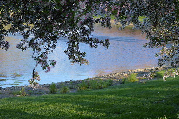 Cherry Tree by Pond Blossoming cherry tree near small pond in central Ohio. jtmcdaniel stock pictures, royalty-free photos & images