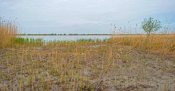 istock The shore of a river in spring 474549316