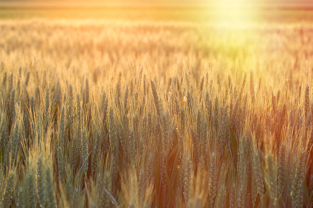 istock Wheat field in late afternoon - early evening 474549910
