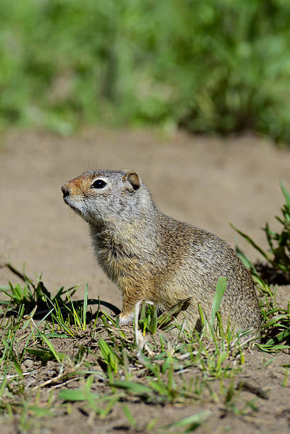 istock Thompson's Ground Squirrel close to his den. 474550260