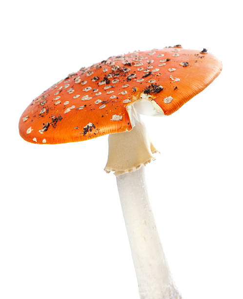 istock Red fly agaric mushroom isolated on white background. 474550294