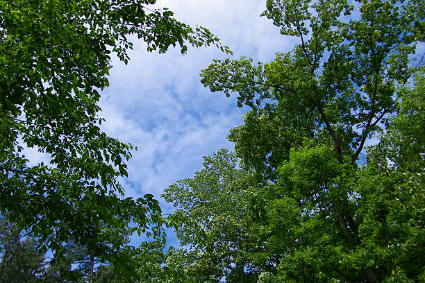 Woodland Sky Cloudy sky seen through woodland clearing, maple, oak, and hickory trees in foreground. jtmcdaniel stock pictures, royalty-free photos & images