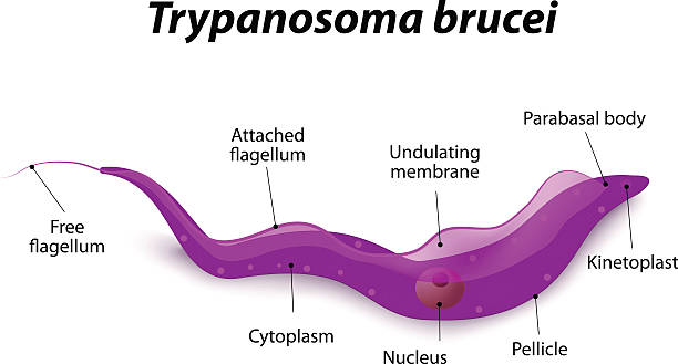 ilustrações, clipart, desenhos animados e ícones de diagrama de célula trypanosoma - doença de chagas