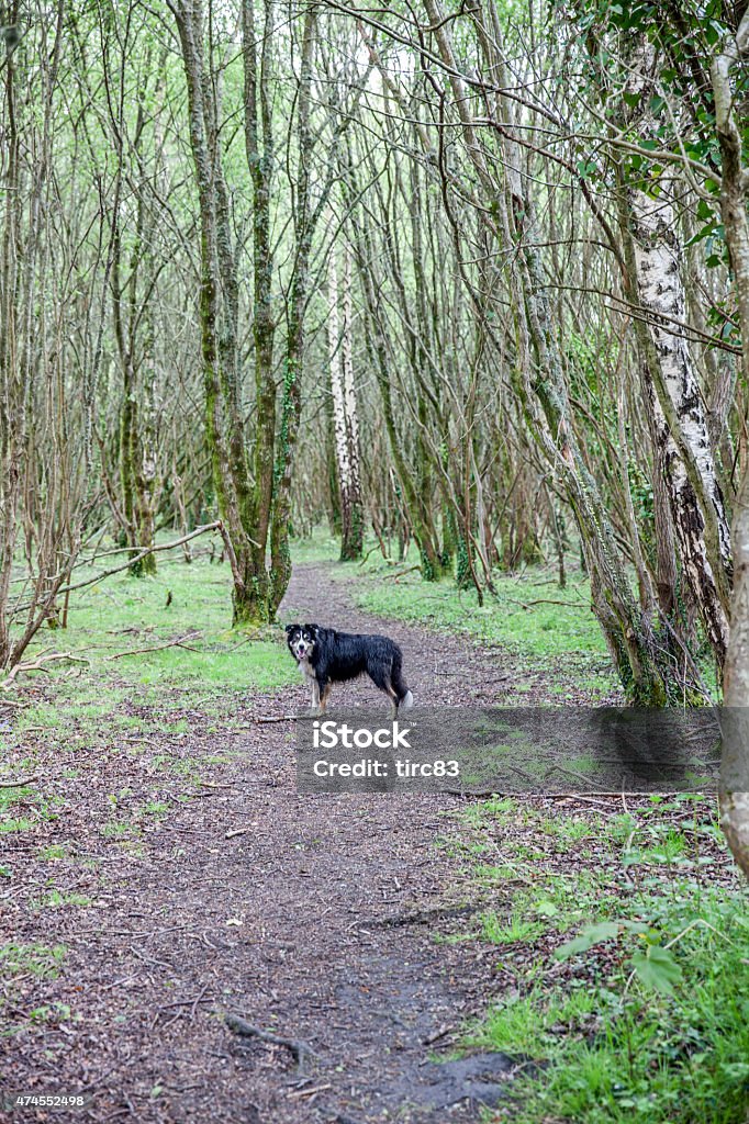 Border collie dog on woodland path Border collie dog running on woodland path carrying stick in mouth 2015 Stock Photo