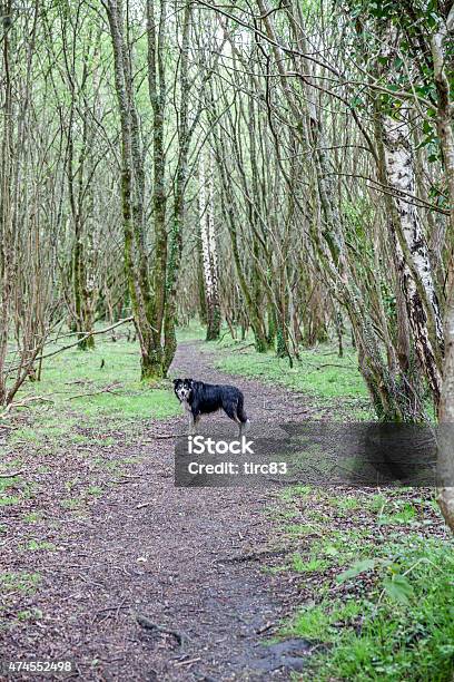 Border Collie Dog On Woodland Path Stock Photo - Download Image Now - 2015, Animal Hair, Border Collie