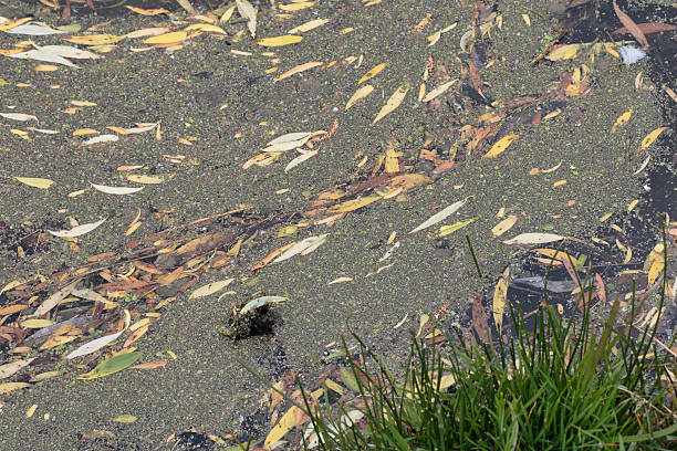 istock River bank detritus floating willow leaves 474552838