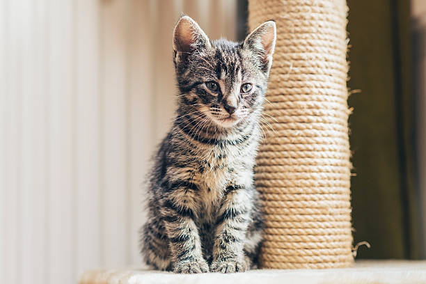 Cute little tabby kitten with a new scratching post sitting close up against it staring thoughtfully ahead