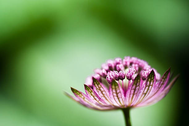 istock Flower close up on defocussed background 474553074
