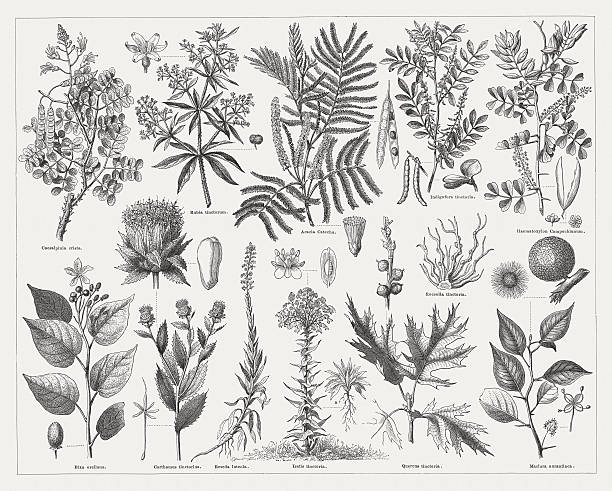 Dye plants, wood engravings, published in 1875 Dye plants: Brazilwood (Caesalpinia crista),  Common madder (Rubia tinctorum), Senegalia catechu (Acacia catechu), True indigo (Indigofera tinctoria), Bloodwoodtree (Haematoxylum campechianum), Achiote (Bixa orellana), Safflower (Carthamus tinctorius), Dyer's rocket (Reseda luteola), Woad (Isatis tinctoria), Black oak (Quercus velutina), Osage orange (Maclura pomifera). Woodcut engraving, published in 1875. maclura pomifera stock illustrations
