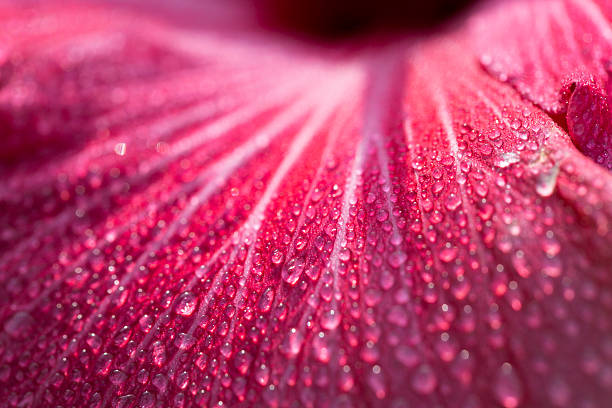 istock Close up Hibuscus Pink Petal with dew background 474553154