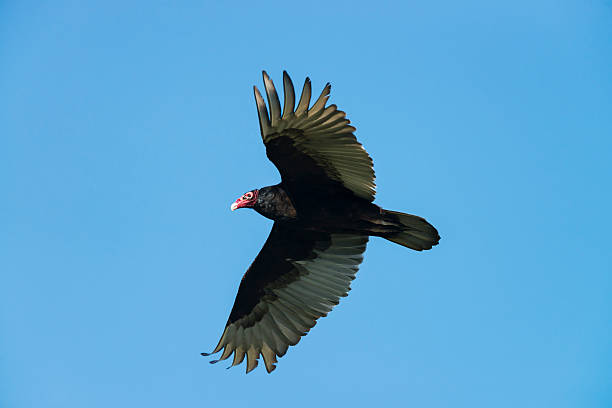 istock Turkey vulture flying, clear blue sky 474557710