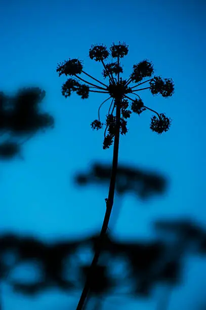 Silhouette of single chervil - Anthriscus cerefolium on blue sky background.