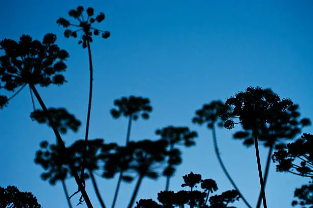Silhouette of chervil - Anthriscus cerefolium on blue sky background.