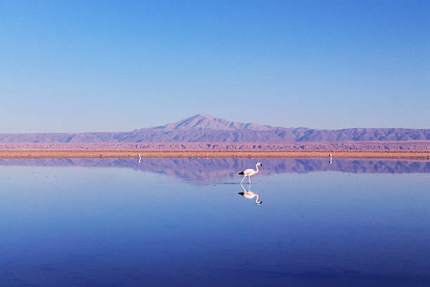 istock Flamingos in a Lake 474560866