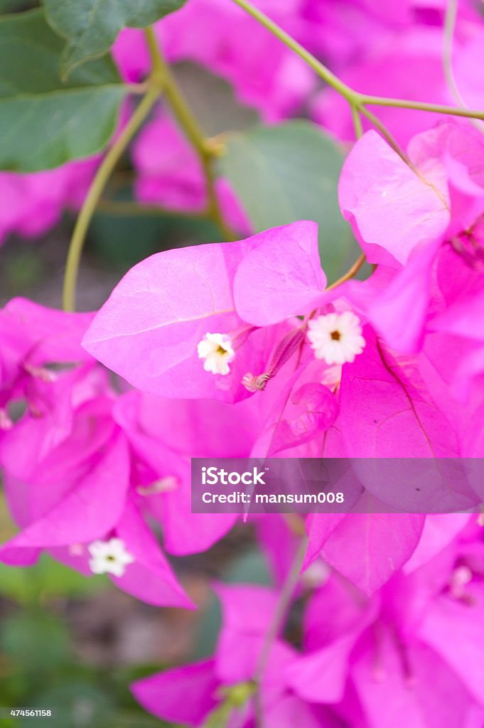 pink Bougainvillea flower pink Bougainvillea flower in garden 2015 Stock Photo