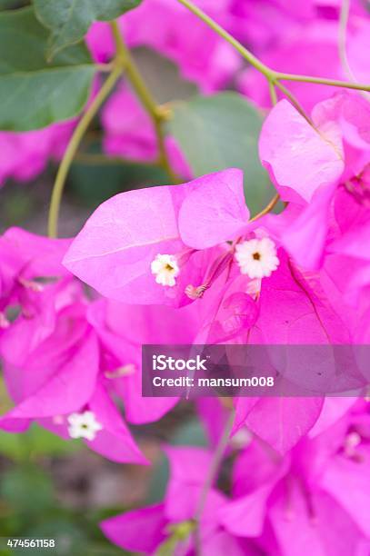 Pink Bougainvillea Flower Stock Photo - Download Image Now - 2015, Beauty In Nature, Blossom