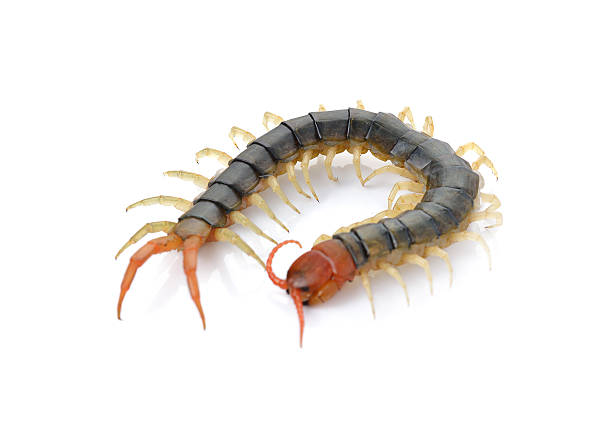istock closeup of one brown centipede on white background 474561310