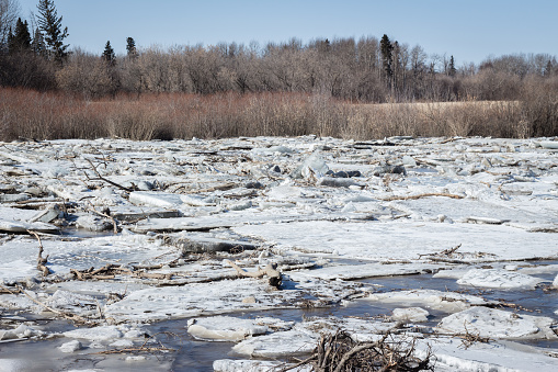 horizontal image of snow and ice jams on the river breaking up the ice with trees lining the horizon in the spring time.