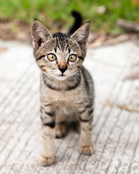 istock Cross-eyed Tabby Kitten on the Road 474562801