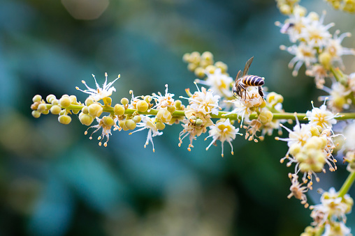 working bee collects flower nectar from longan flower