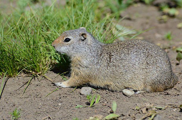istock Thompson's Ground Squirrel sitting near his den. 474563044
