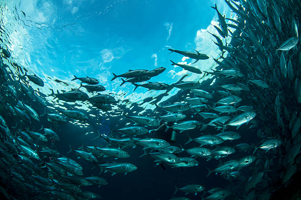 Aqua A school of fish in Sipadan one way stock pictures, royalty-free photos & images
