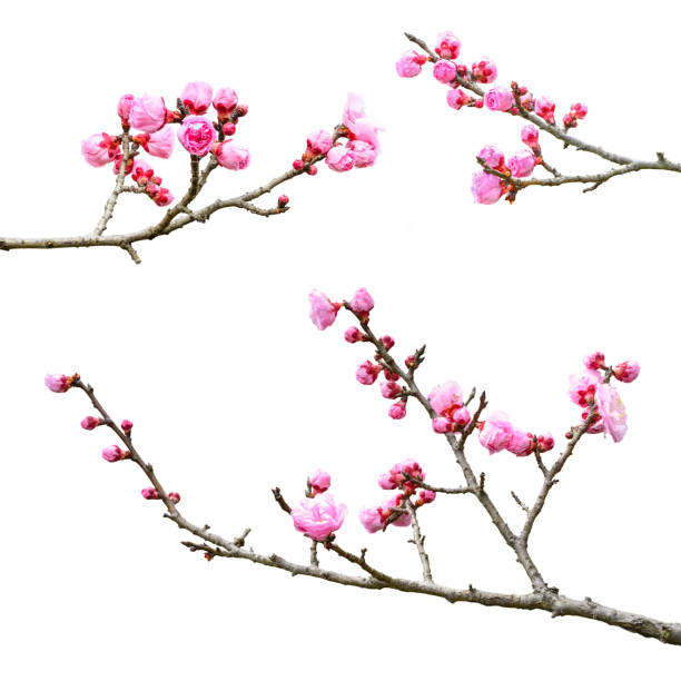 Plum Blossom Plum Blossom Isolated on White Background. plum blossoms on white stock pictures, royalty-free photos & images