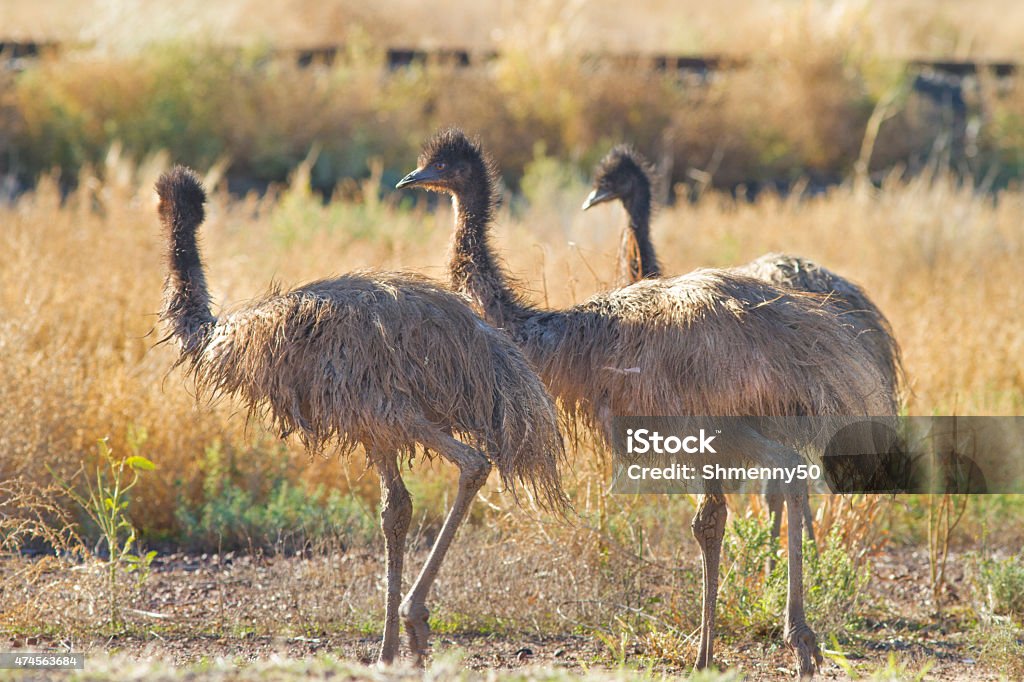Emu's A family group of emu's grazing by the side of the road in Cunnamulla, Queensland. Eating Stock Photo
