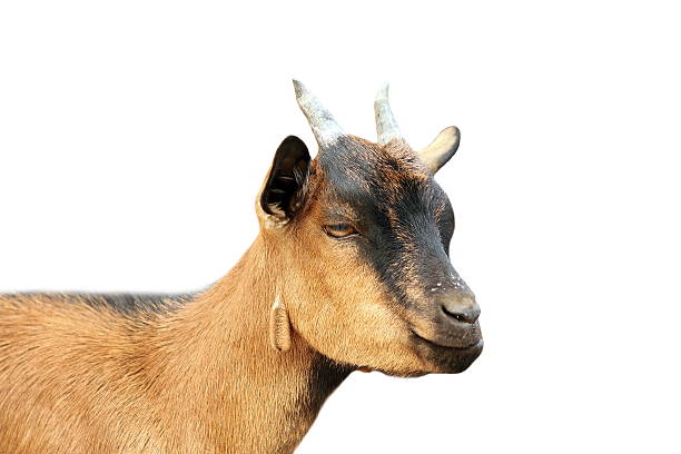 istock brown young goat portrait over white background 474563704