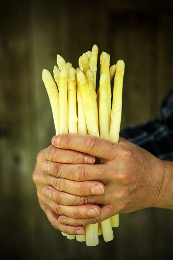 This is a vertical close-up image of the hands of a mature male gardener holding a bunch of white asparagus against dark wooden background in the garden. Image is taken in Flanders, Belgium, which is world known for its' white asparagus.