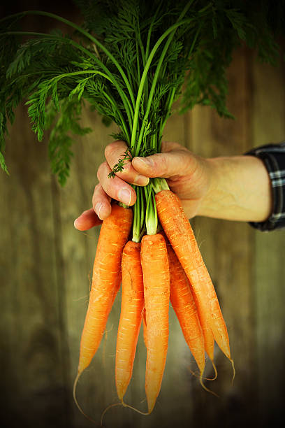 istock Hands Holding Fresh Carrots Outdoors 474564470