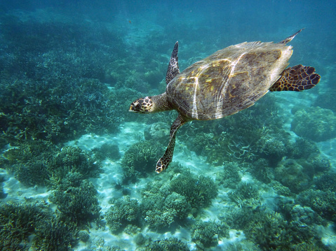 In the clear Indian Ocean waters of the Nosy Tanikely Marine Reserve, a wild and endangered green sea turtle swims over the coral reef to the surface for a breath of air and then proceeds down again as sunlight reflects off his shell and patterned skin.