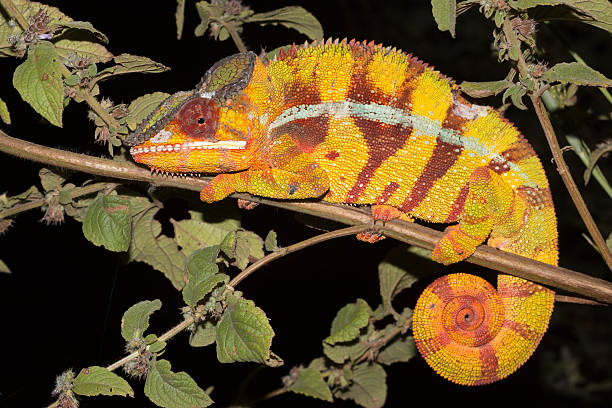 macho selvagem camaleão pantera fora diego suarez madagascar - amber - fotografias e filmes do acervo