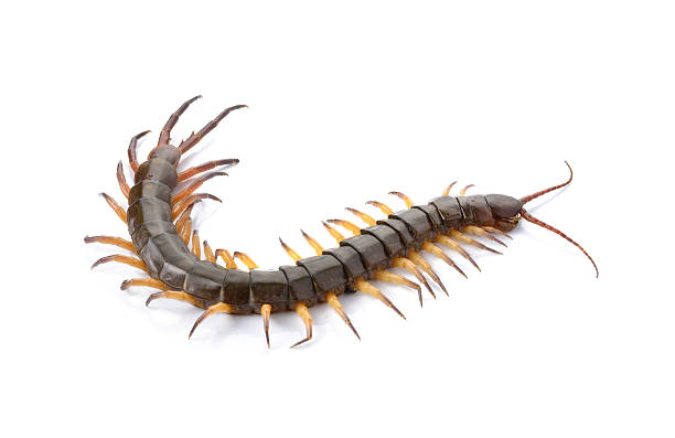 istock closeup of one brown centipede on white background 474569452