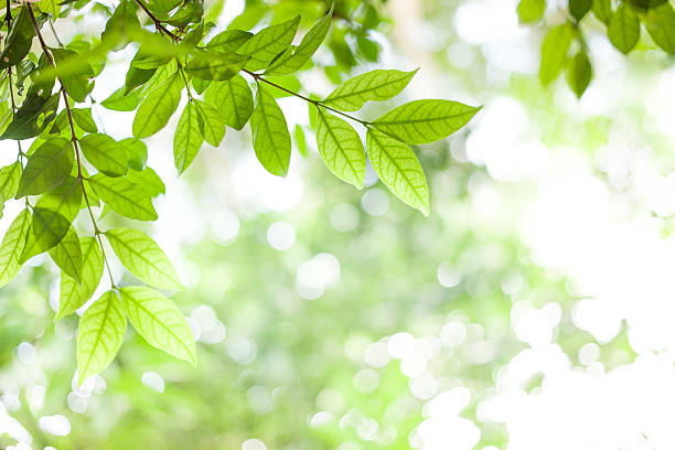 istock green leaves on green bokeh sunshine background 474569846
