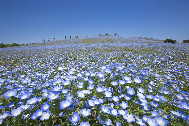 istock Bloom nemophila flowers (Hitachi Seaside Park) 474570180