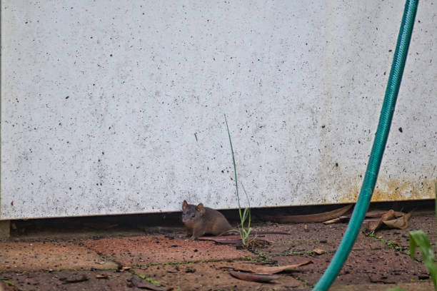 istock Marsupial mouse in Tropical North Queensland 474570314