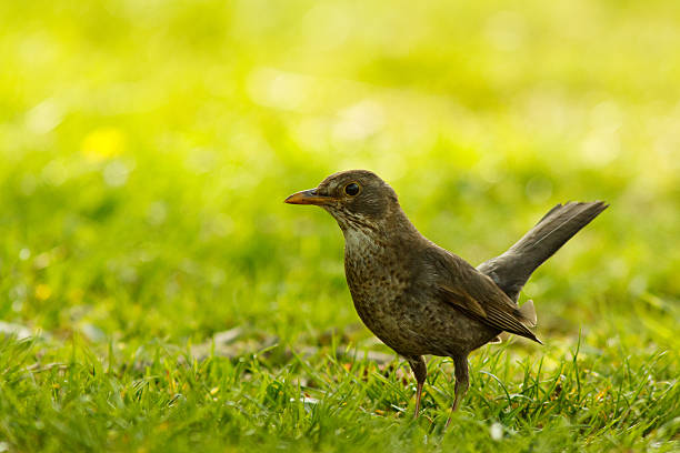 Blackbird female stock photo