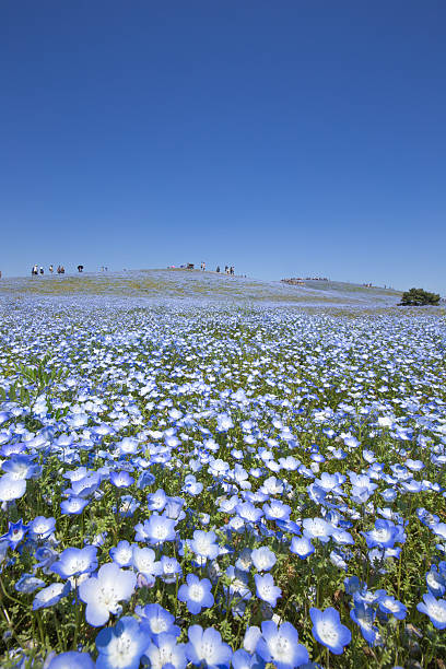 istock Bloom nemophila flowers (Hitachi Seaside Park) 474572818
