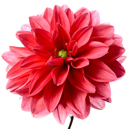 Abstract top view macro close-up of part of a ball shaped pink/orange Dahlia flower head, shallow DOF