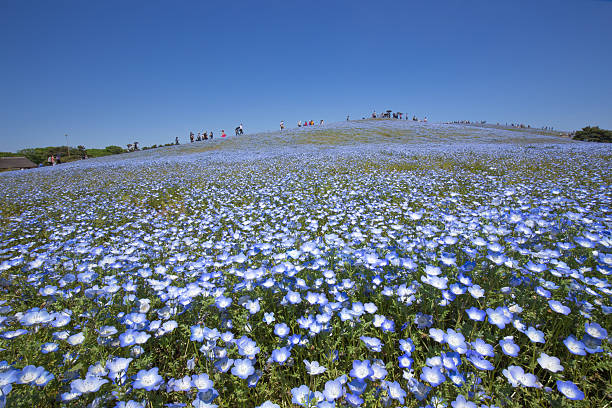 istock Bloom nemophila flowers (Hitachi Seaside Park) 474574094