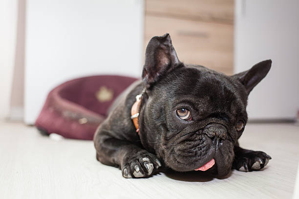 istock tired french bulldog 474577410