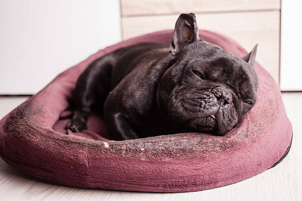 istock tired french bulldog 474577420