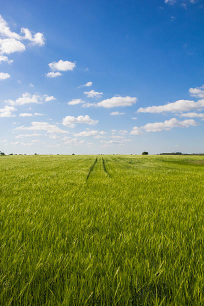 istock Beautiful Landscape Green Corn Field With Blue Cloudy Sky 474577486