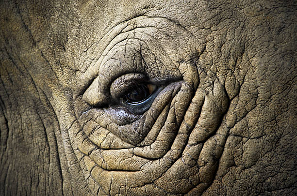 Rhinoceros Hide Power Animals In The Wild Stock Photos, Pictures &  Royalty-Free Images - iStock