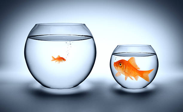 tight concept big goldfish in a small aquarium, and reverse - outgrown concept comparison stock pictures, royalty-free photos & images